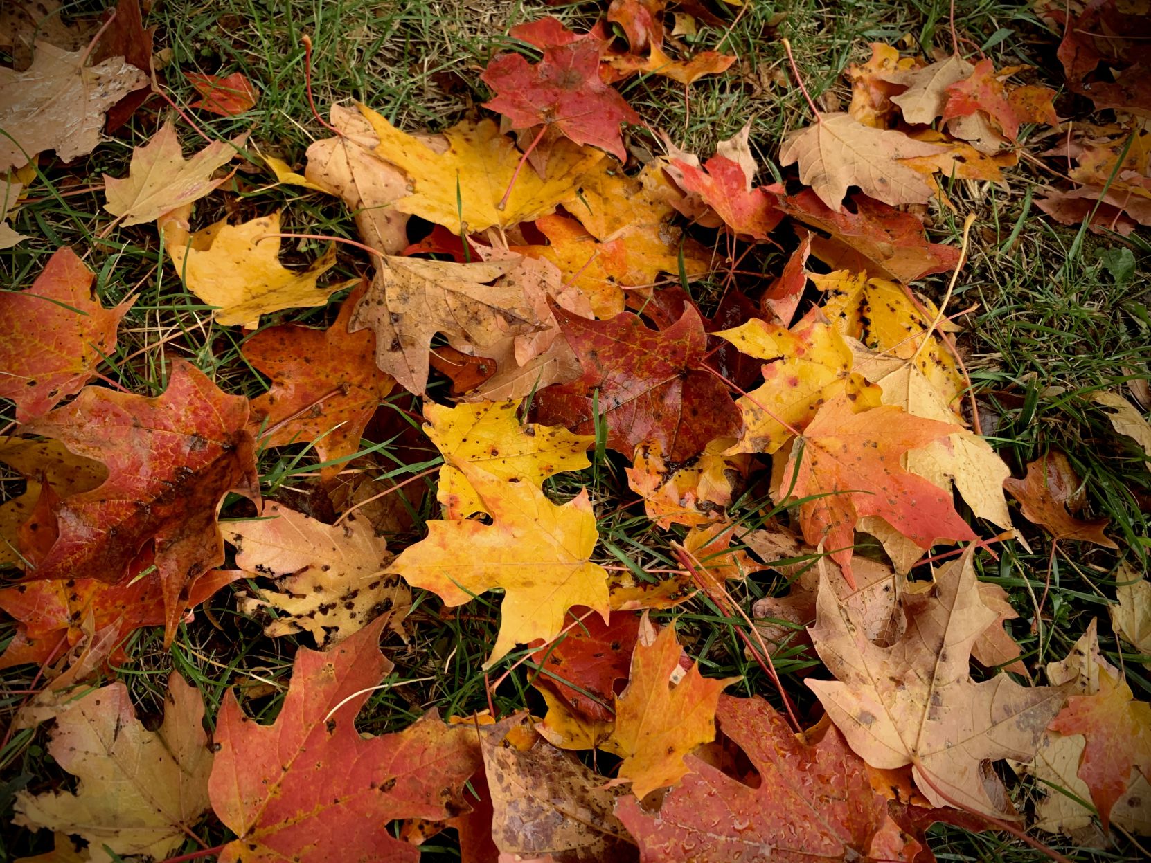 Leaves